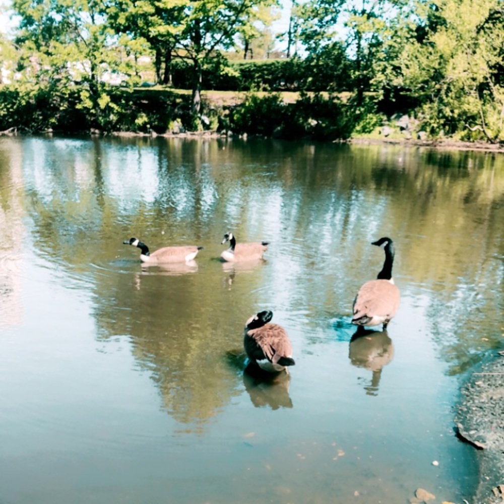 Meet your Posher, Haylie